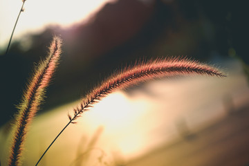 field of grass during sunset with filter effect retro vintage style
