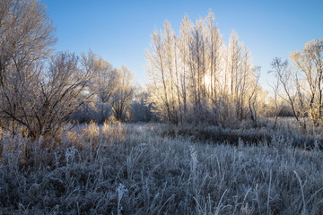 Trees in frost winter morning