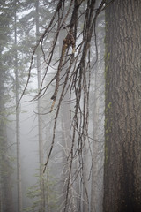 Foggy Day In Giant Forest