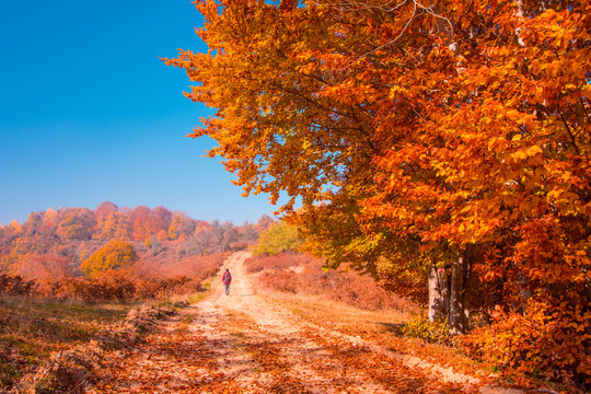 Country autumn road