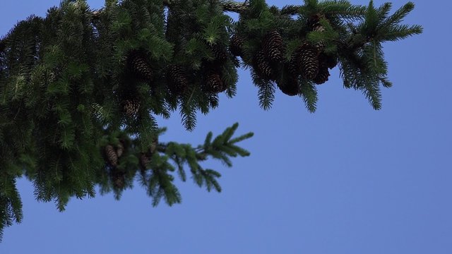 Fir tree branches with lot of cones move under blue sky background. Static closeup shot. 4K
