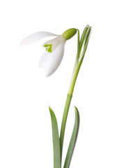 Snowdrop flower isolated on white background