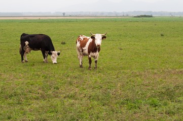 Fototapeta na wymiar Two cows grazing on a meadow with green grass