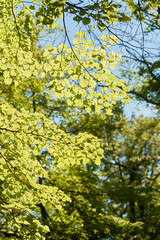 Fototapeta premium Leaves on the sun