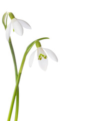 Two snowdrop flowers isolated on white background