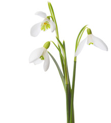 Fototapeta premium Three snowdrop flowers isolated on white background
