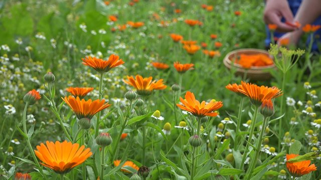 Marigold calendula herb flower blooms and male farmer hands harvest in wooden wicker dish. Alternative medicine. Focus on orange flower blooms. Static shot. 4K
