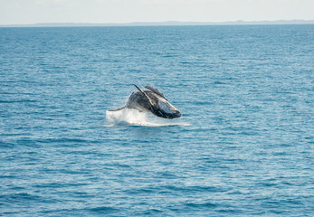 Fototapeta premium Jumping Wal Hervey Bay, Australia