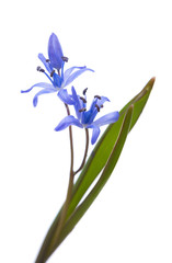  Early spring flower (Siberian Squill) isolated on white background. Shallow DOF