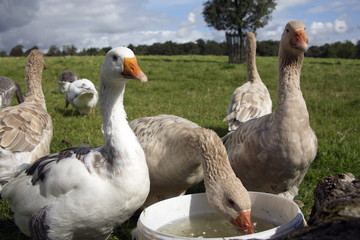 Obraz premium oche in un allevamento