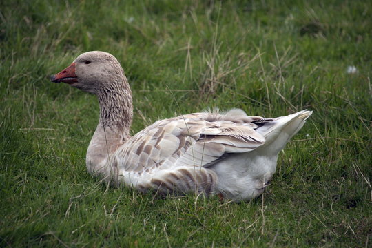Piumino 이미지 – 찾아보기 340 스톡 사진, 벡터 및 비디오 | Adobe Stock