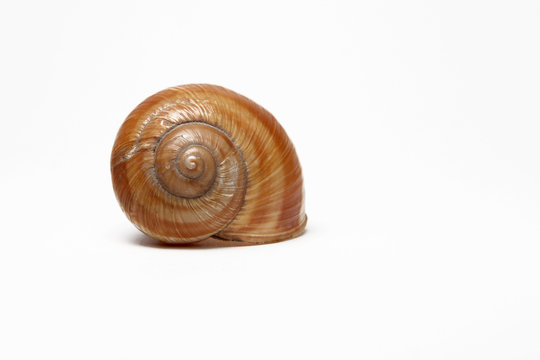 single empty snail shell isolated
