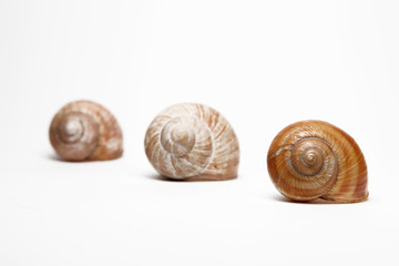 Snails isolated on white