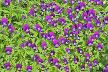 Flowers pansy 2