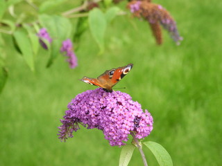 Schmetterling auf lila Sommerflieder