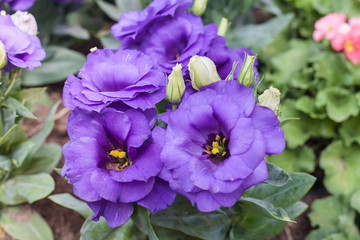 Obraz premium Background beautiful purple flowers.