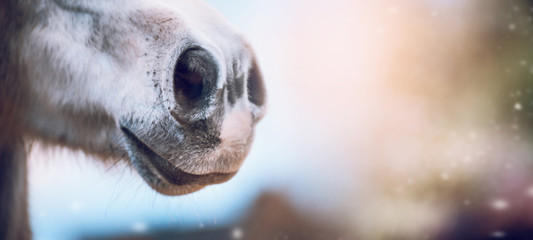 Close up of horse nose on blurred nature background, banner. Side view