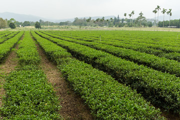 Fototapeta na wymiar Tea farm in luye