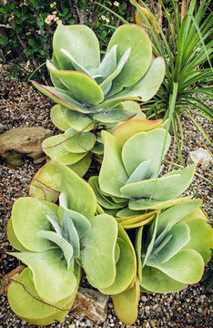 Kalanchoe Thyrsiflora Plant