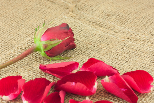 Red rose petals falling on a piece of vintage sackcloth.