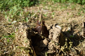 竹の子／山形県庄内地方の竹林で、竹の子を撮影した春イメージの写真です。