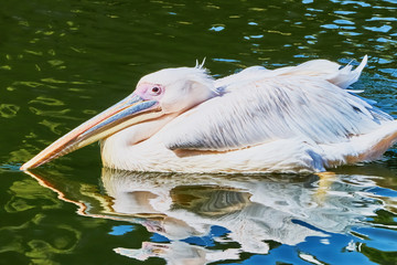 Beautiful pelican floating on the lake