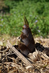 竹の子／山形県庄内地方の竹林で、竹の子を撮影した春イメージの写真です。