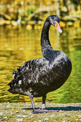 Black Swan at the zoo