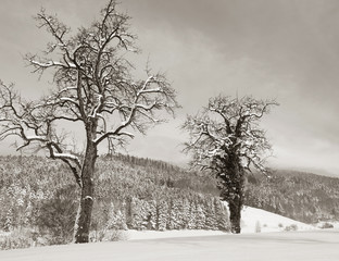 Winter im Schwarzwald