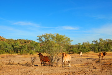 Cows in Kimberley, Australia