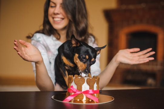 woman and toy terrier with dog cake infront on birthday party