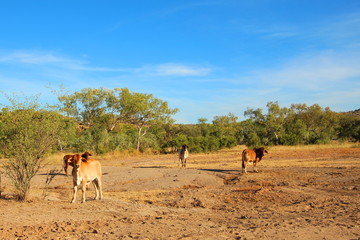 Cows in Kimberley, Australia