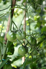 Tomato plant with green tomatoes in the garden