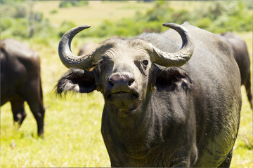 Buffalo up close and personal