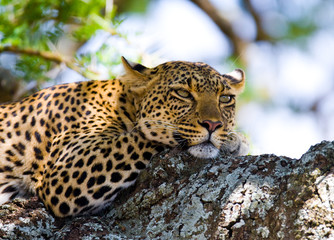 Leopard is lying on a tree. National Park. Kenya. Tanzania. Maasai Mara. Serengeti. An excellent illustration.