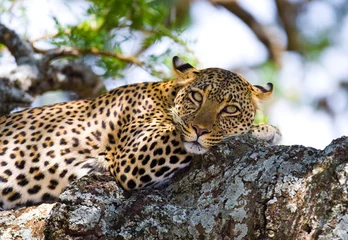 Poster Leopard liegt auf einem Baum. Nationalpark. Kenia. Tansania. Masai Mara. Serengeti. Eine hervorragende Darstellung. © gudkovandrey