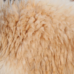 sheep fur or wool