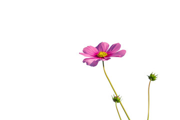 Cosmos flower