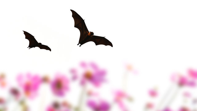Bat silhouettes flying and flower
