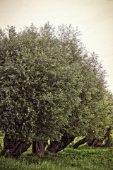 HDR shot of some willow trees in summer