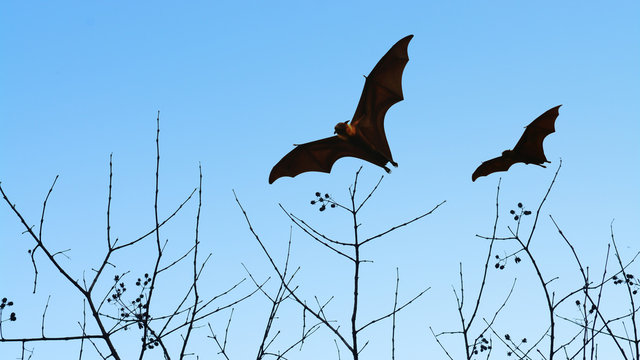 Bat silhouettes flying on isolate background - Halloween festiva