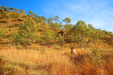 Cows in Kimberley, Australia