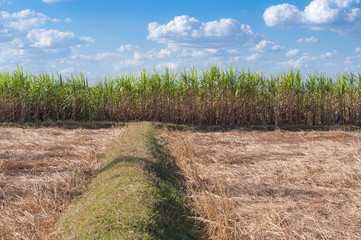 sugar cane field landscape