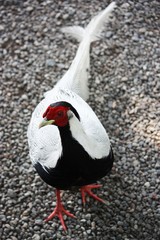 Rooster Silver Pheasant Lophura nycthemera on the Isola Madre Italy
