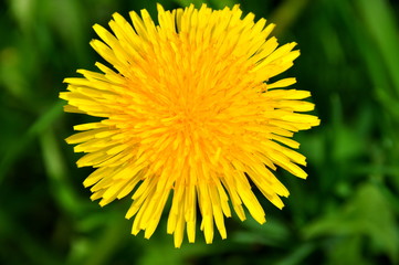 Dandelion close up on a background of green grass