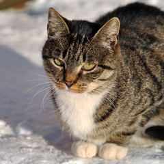 Naklejka na ściany i meble tabby Cat in the snow