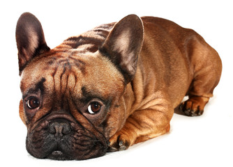 Sad French Bulldog is lying thoughtful