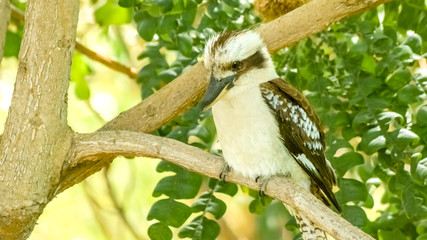 Adorable Australian Kookaburra resting on a tree branch