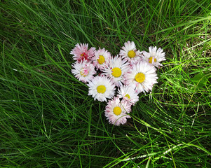 цветы маргариток в   форме сердца на траве © ovb64