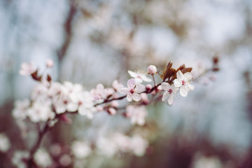 Branch of cherry tree with pastel-colored blossom with blurred background